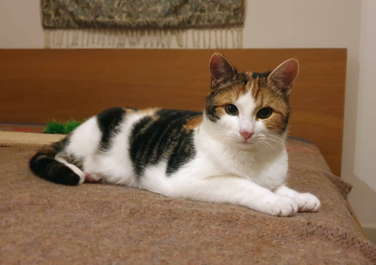 Mika