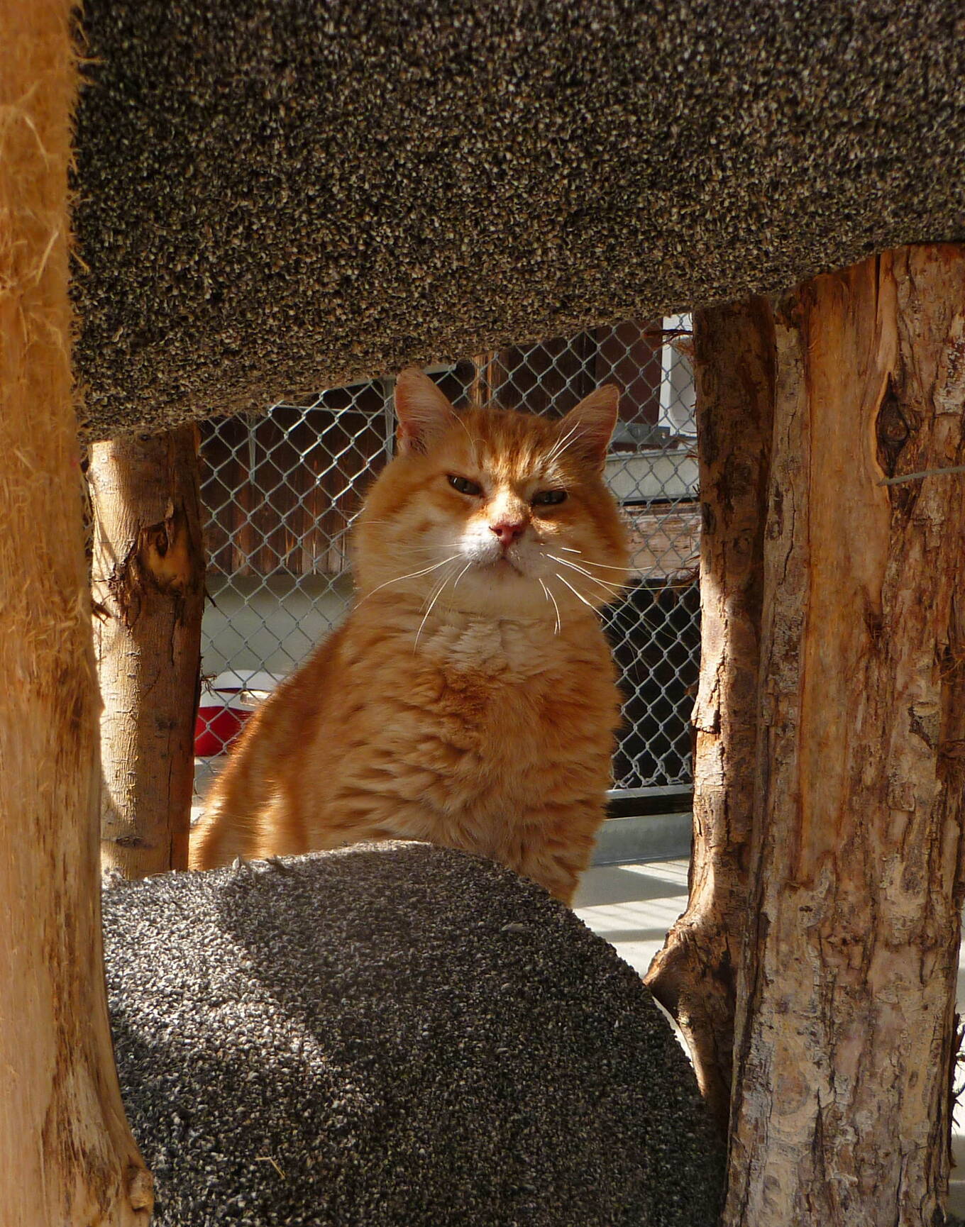 Simba