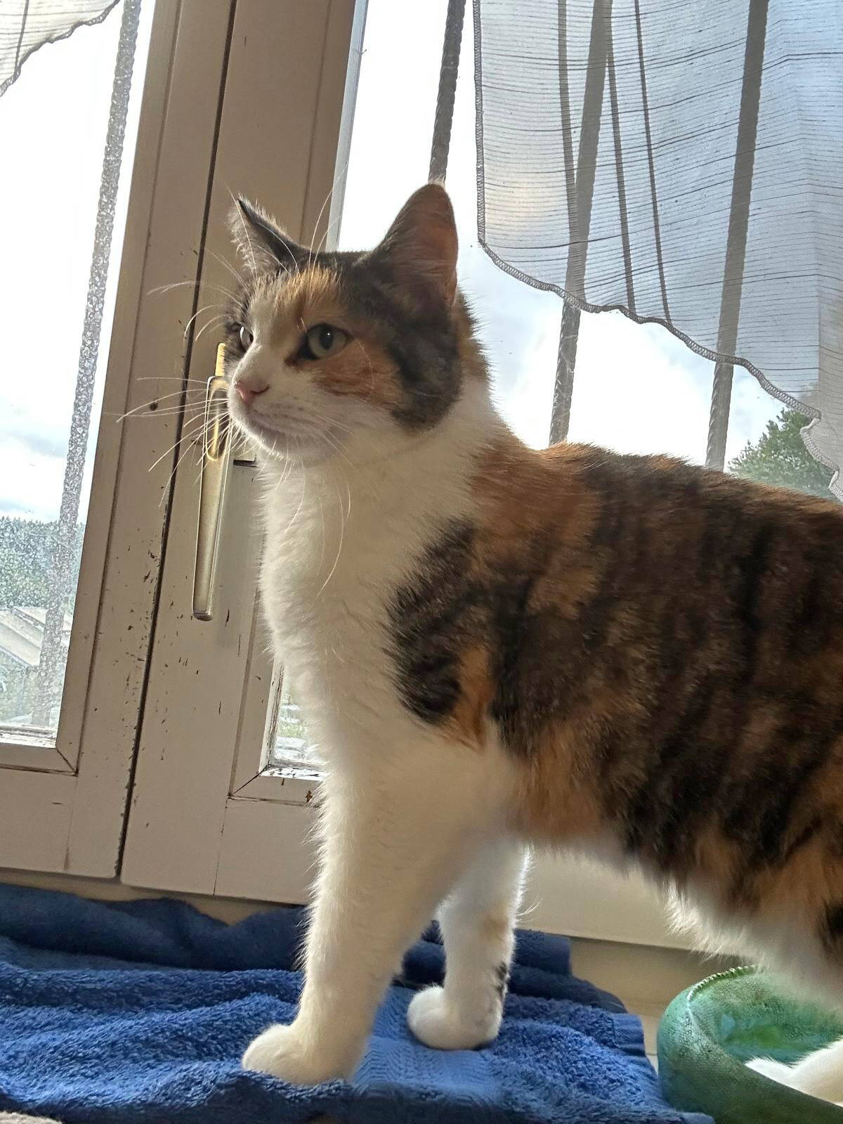 Sophia
