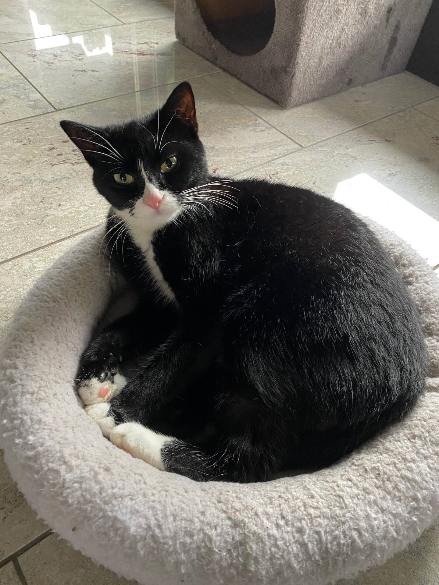 Kali