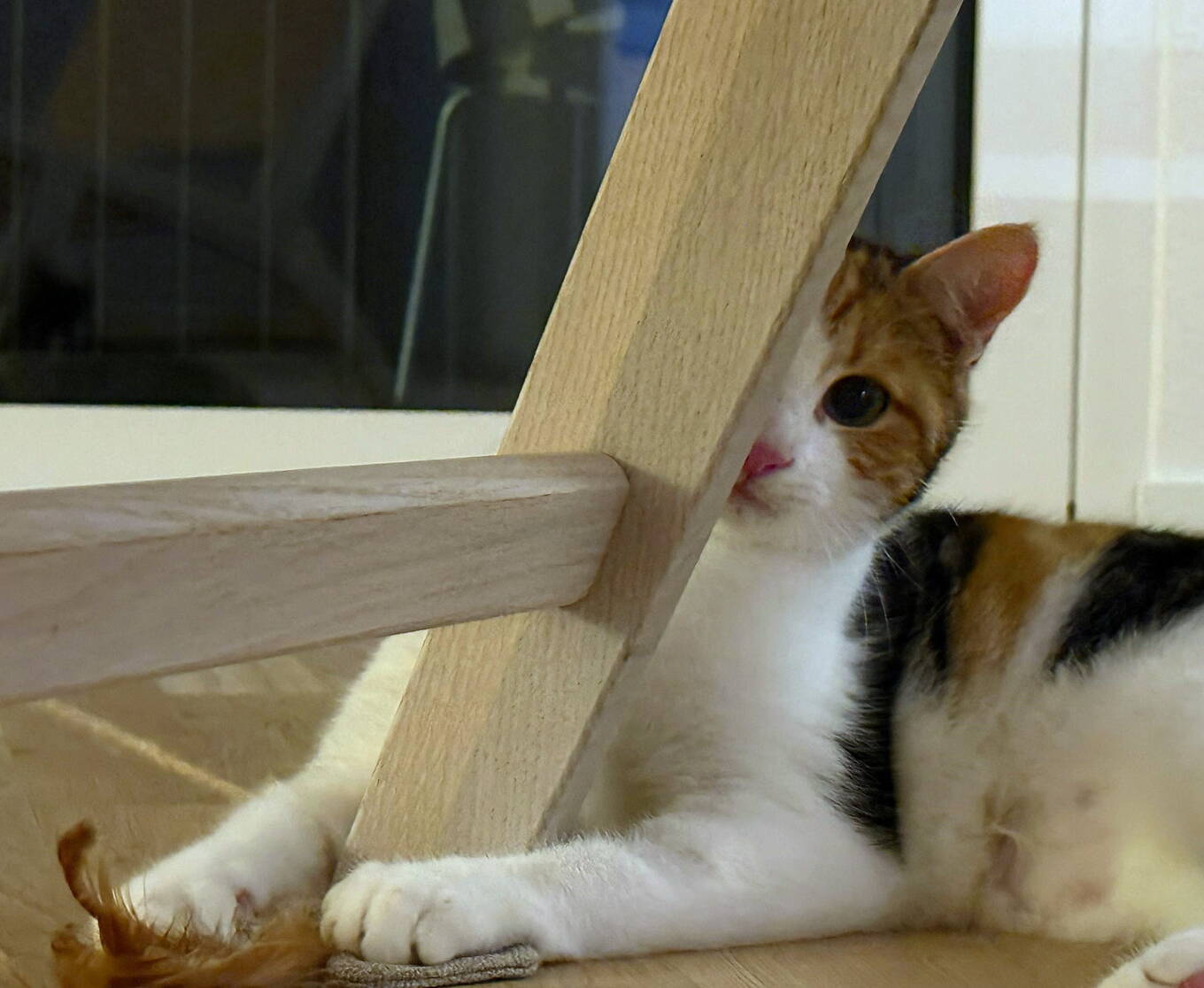 Suki