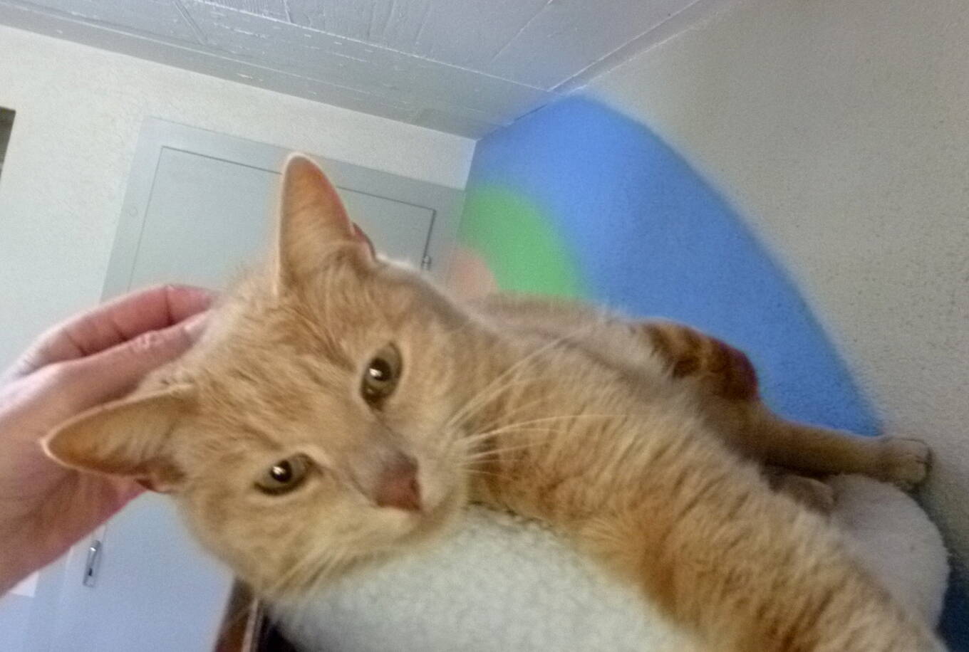 Timo
