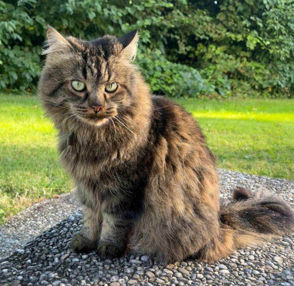 Kimba