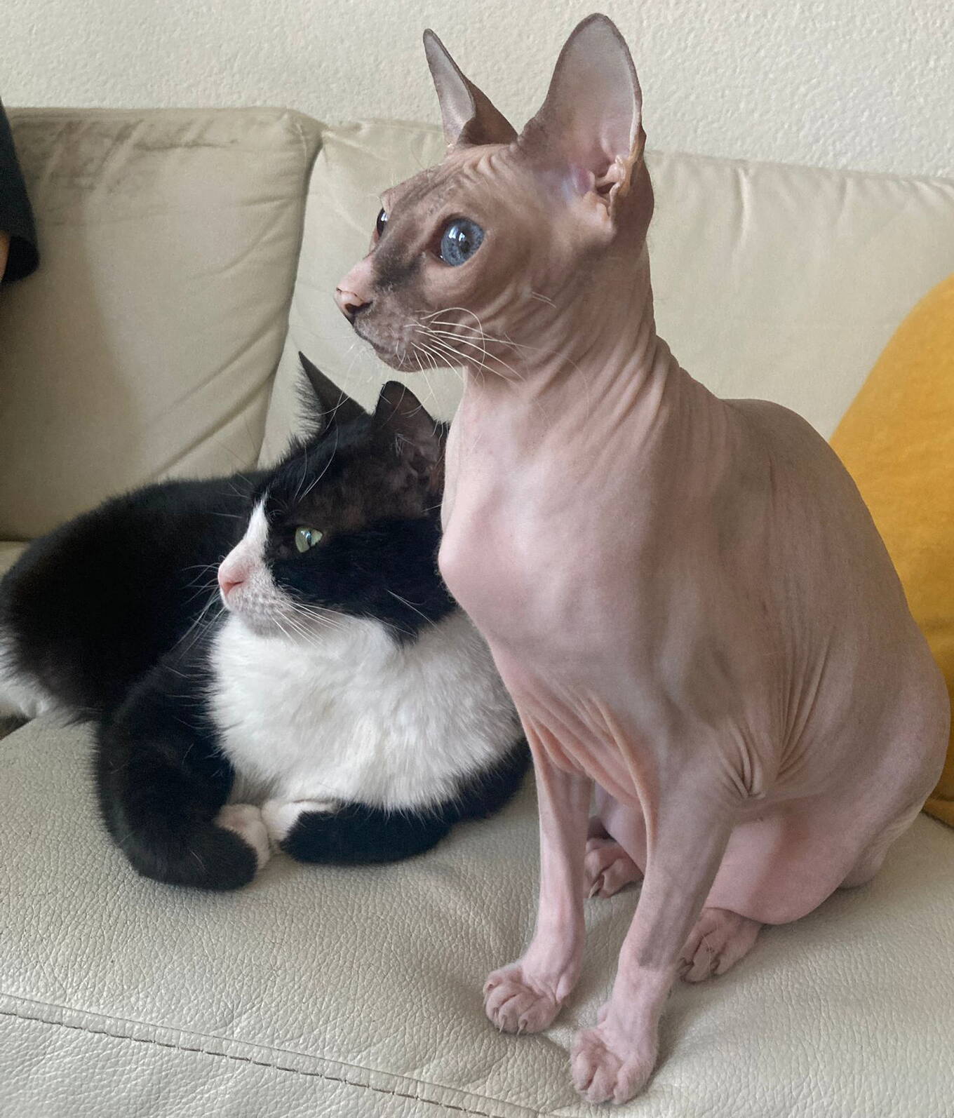Nala und Zira