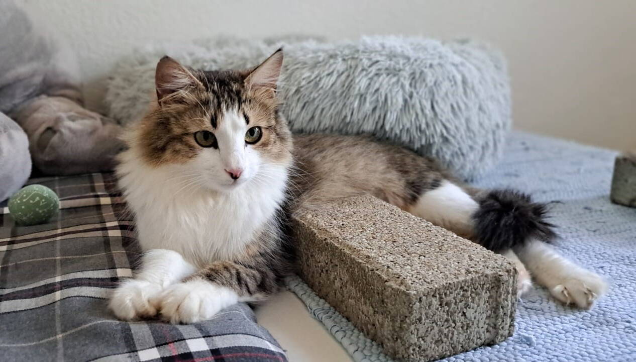 Mimi