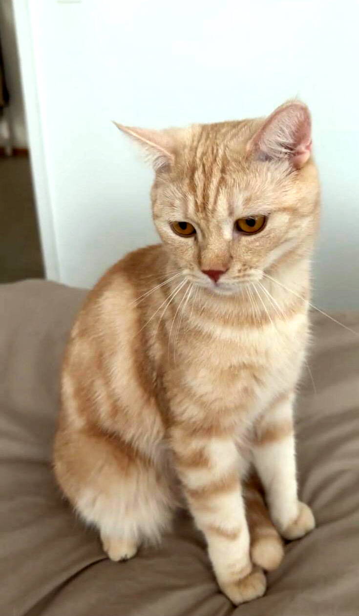 Amar