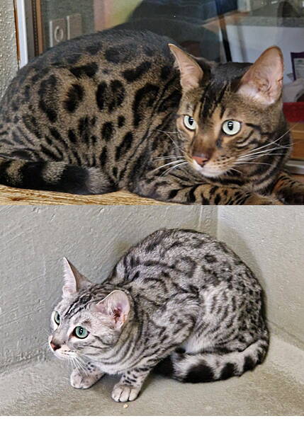 Akira und Pearl