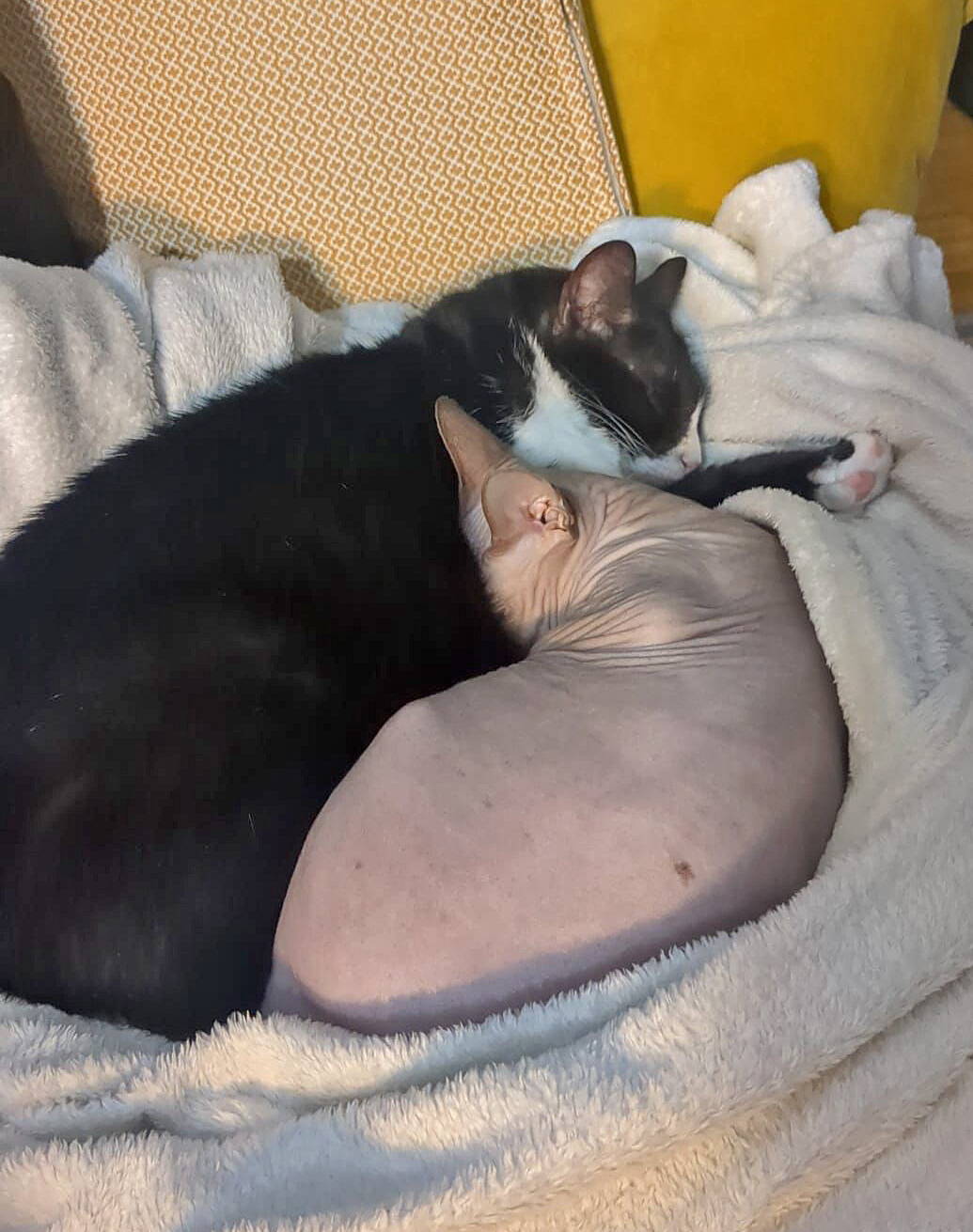 Nala und Zira