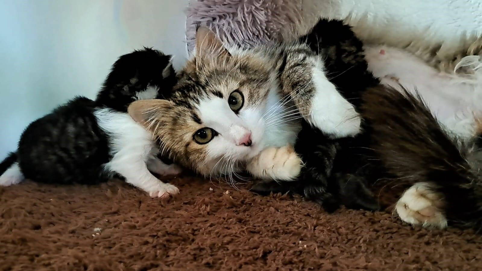 Mimi