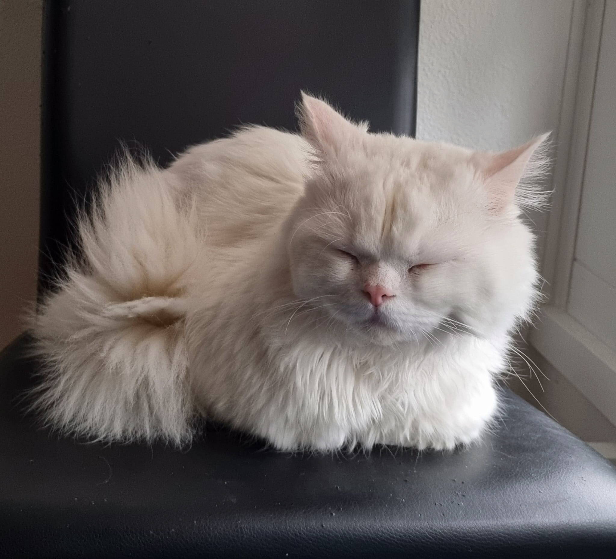 Yuki