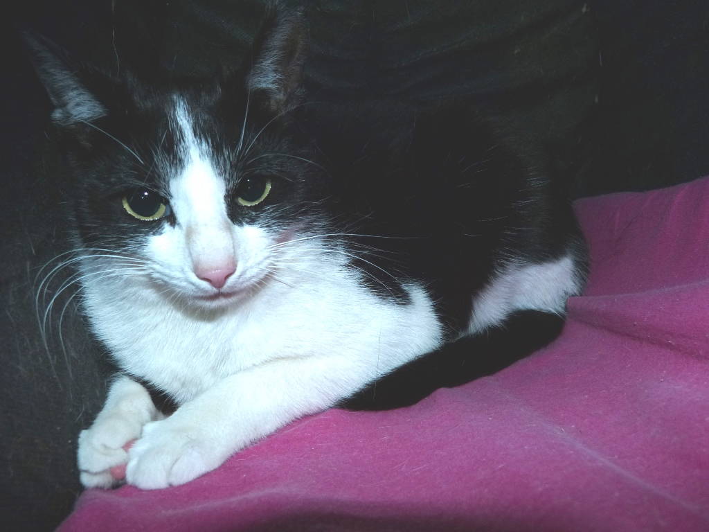 Mäxli