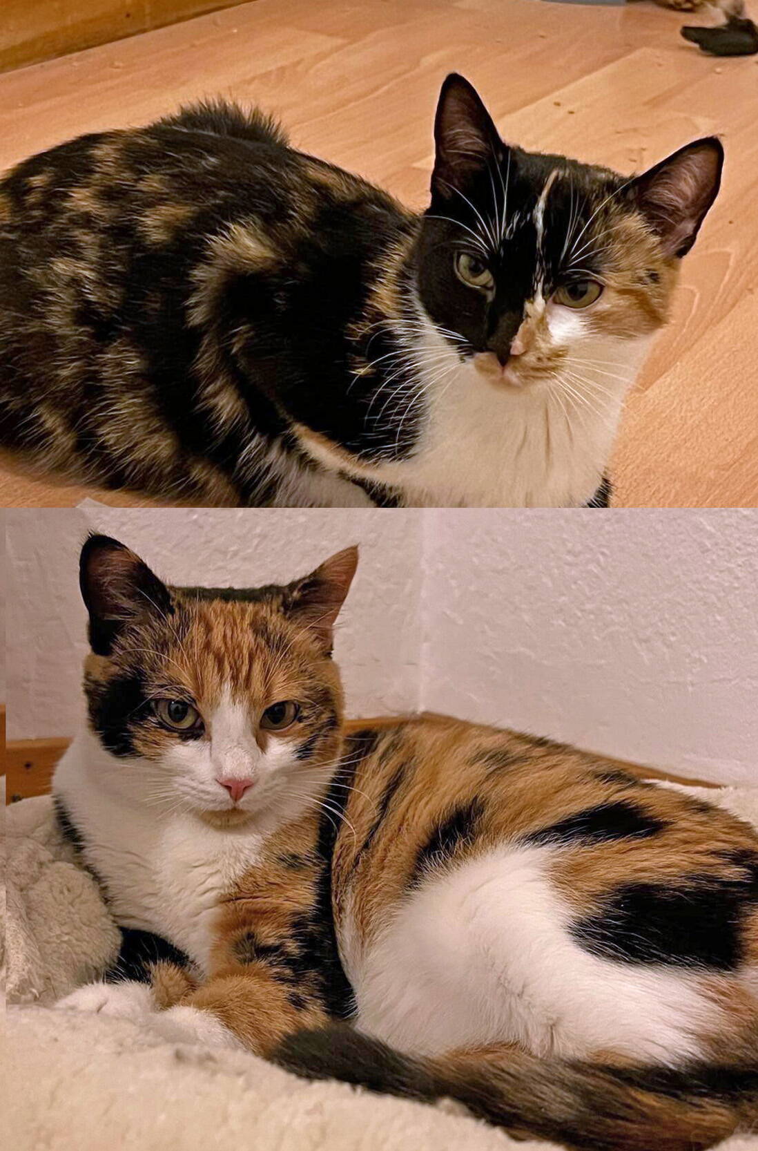 Jinx und Jolie