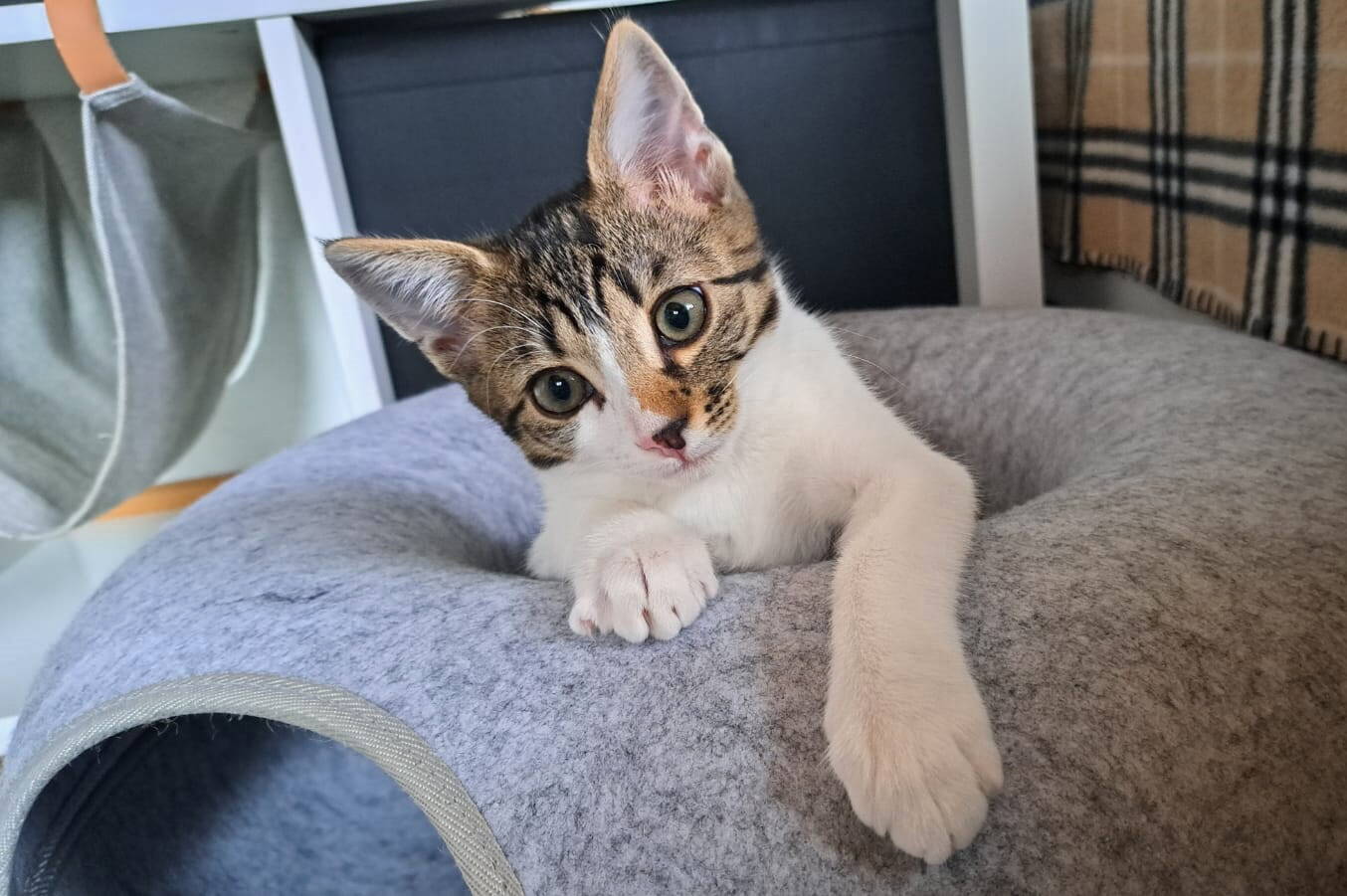Amani