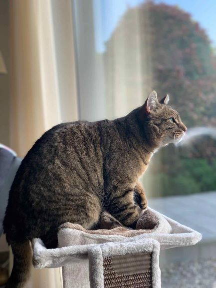 Dinozzo
