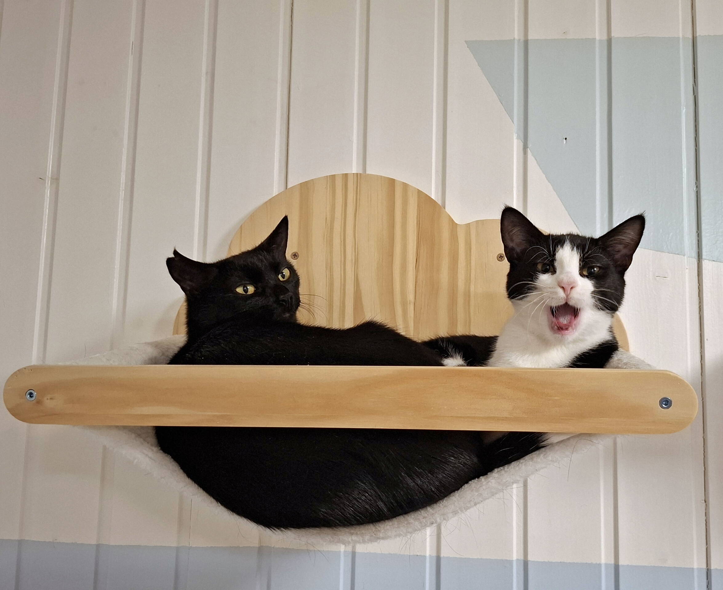 Lily (Mutterkatze) und Ginny