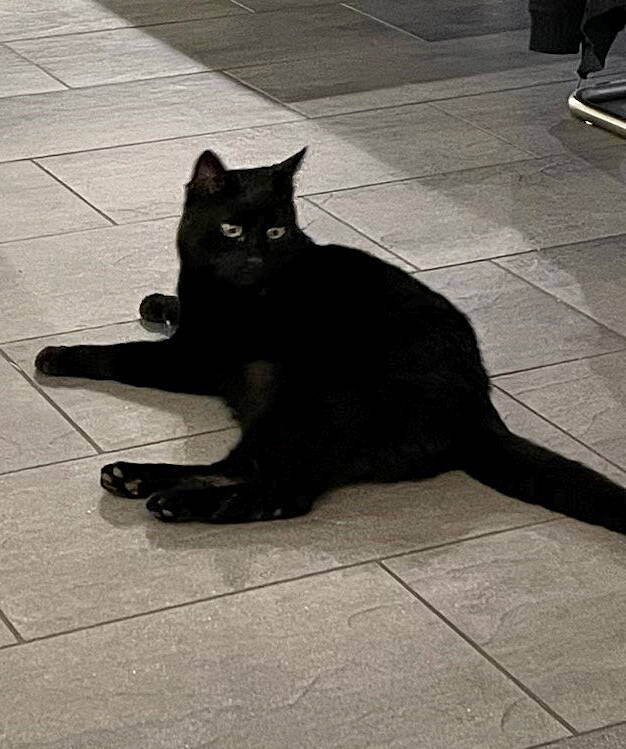 Merlin