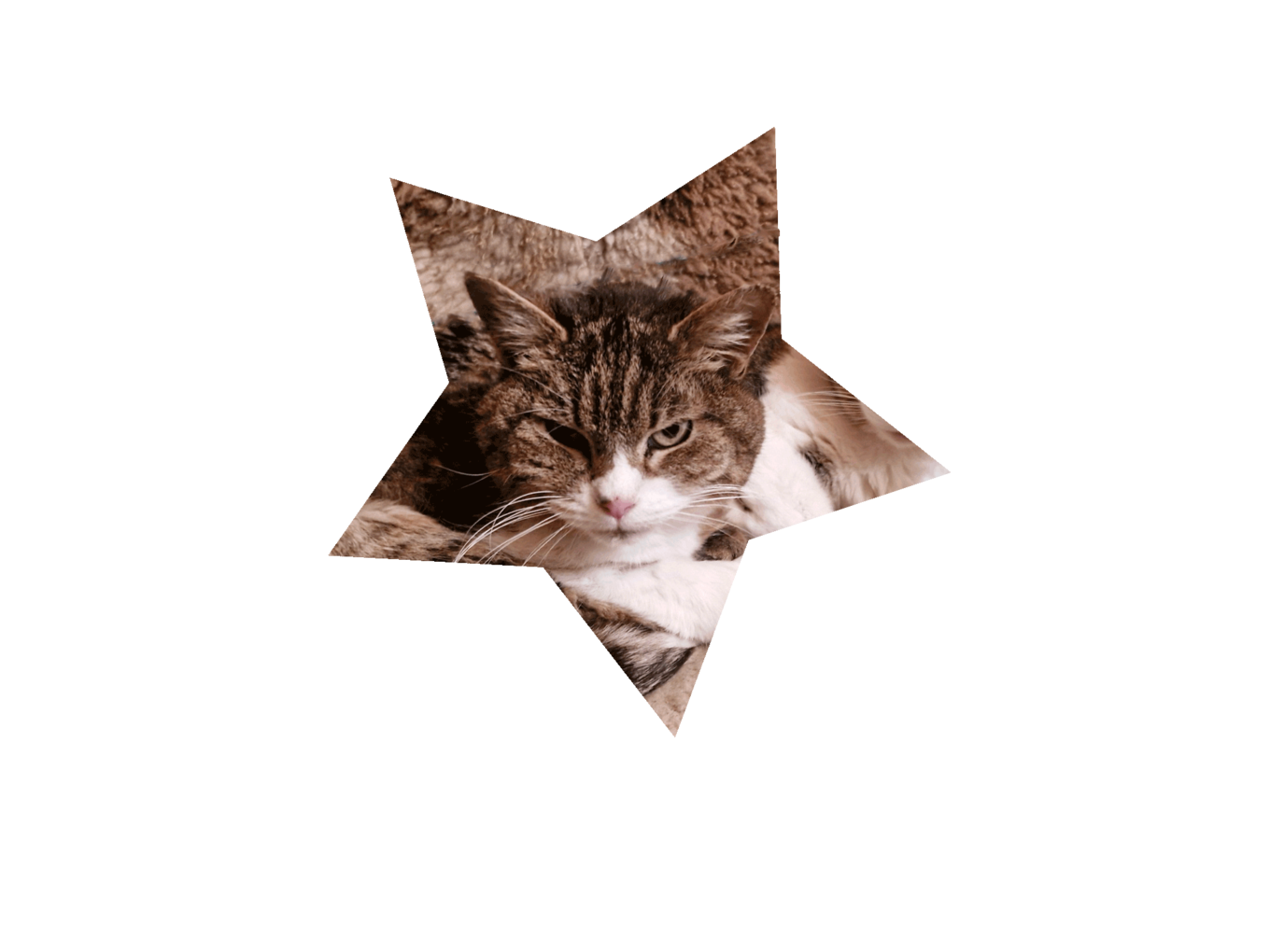 Nayeeli