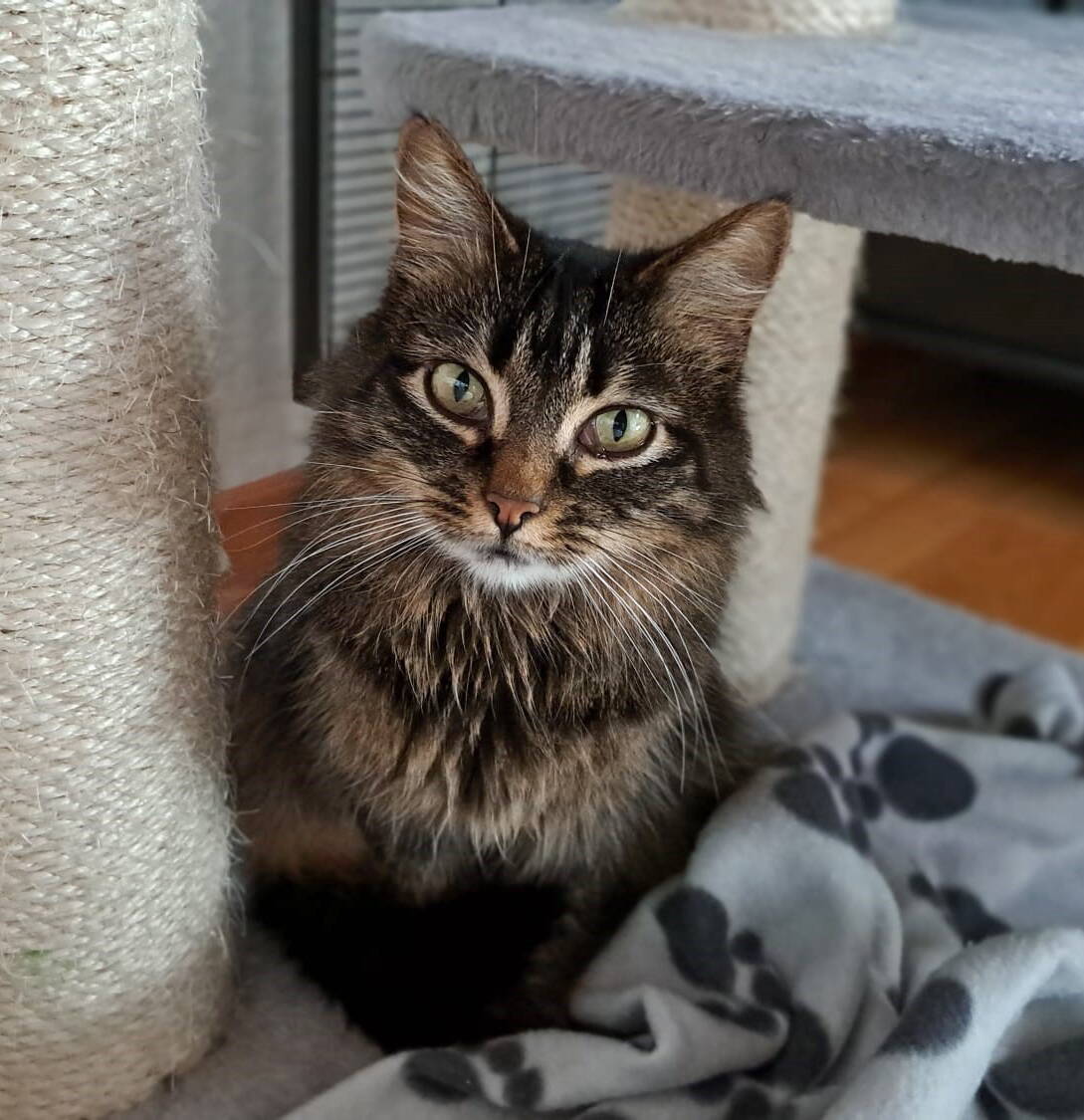 Dunja