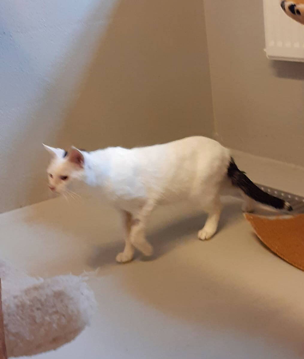 Max