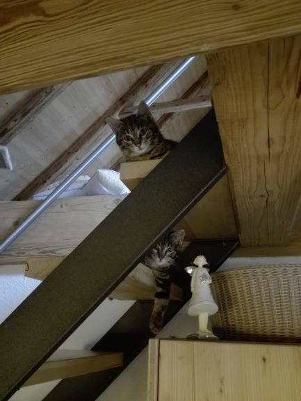 Plumi und Coda
