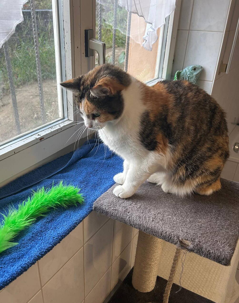 Sophia