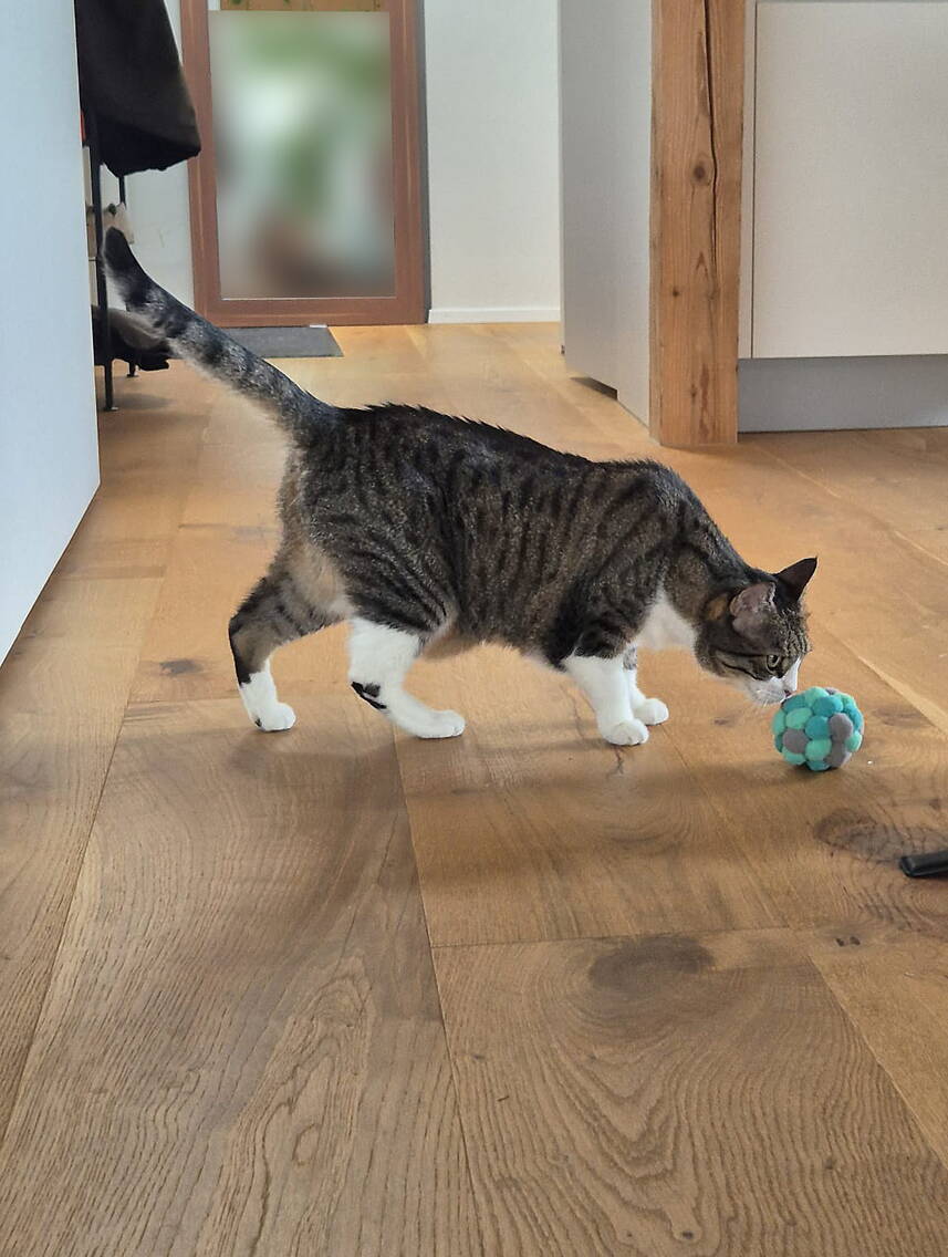 Flöckli