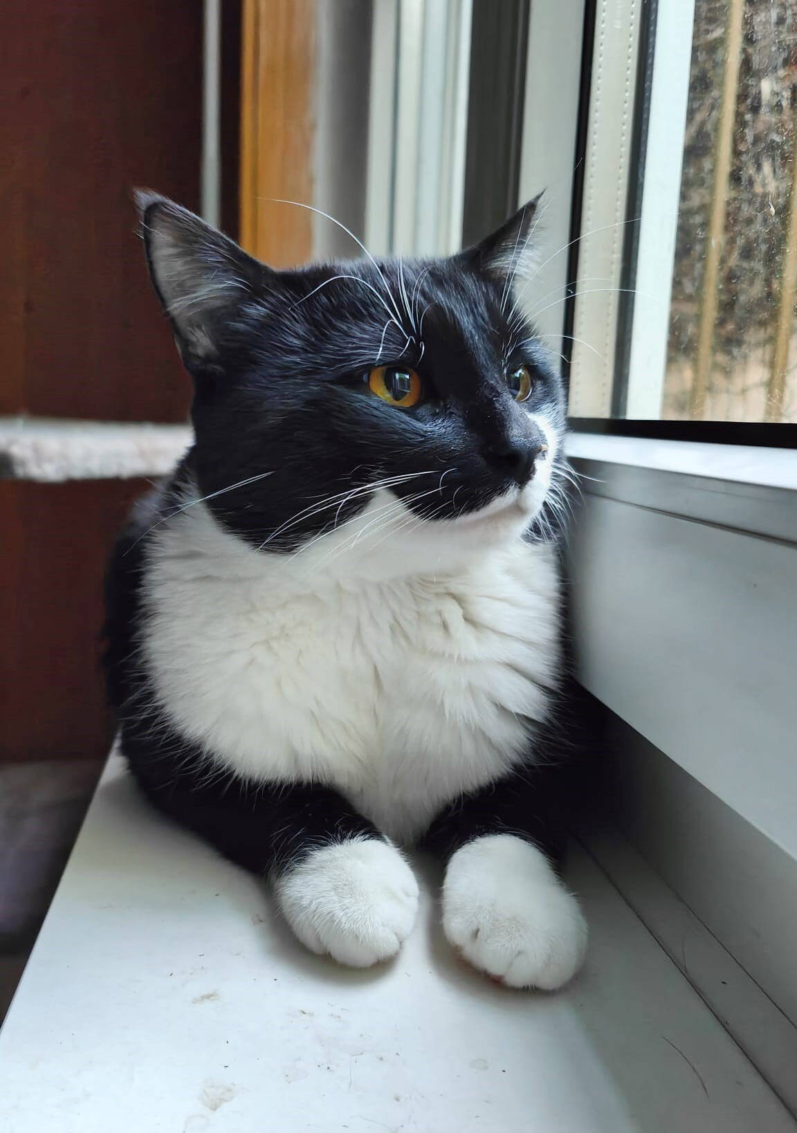 Mogli