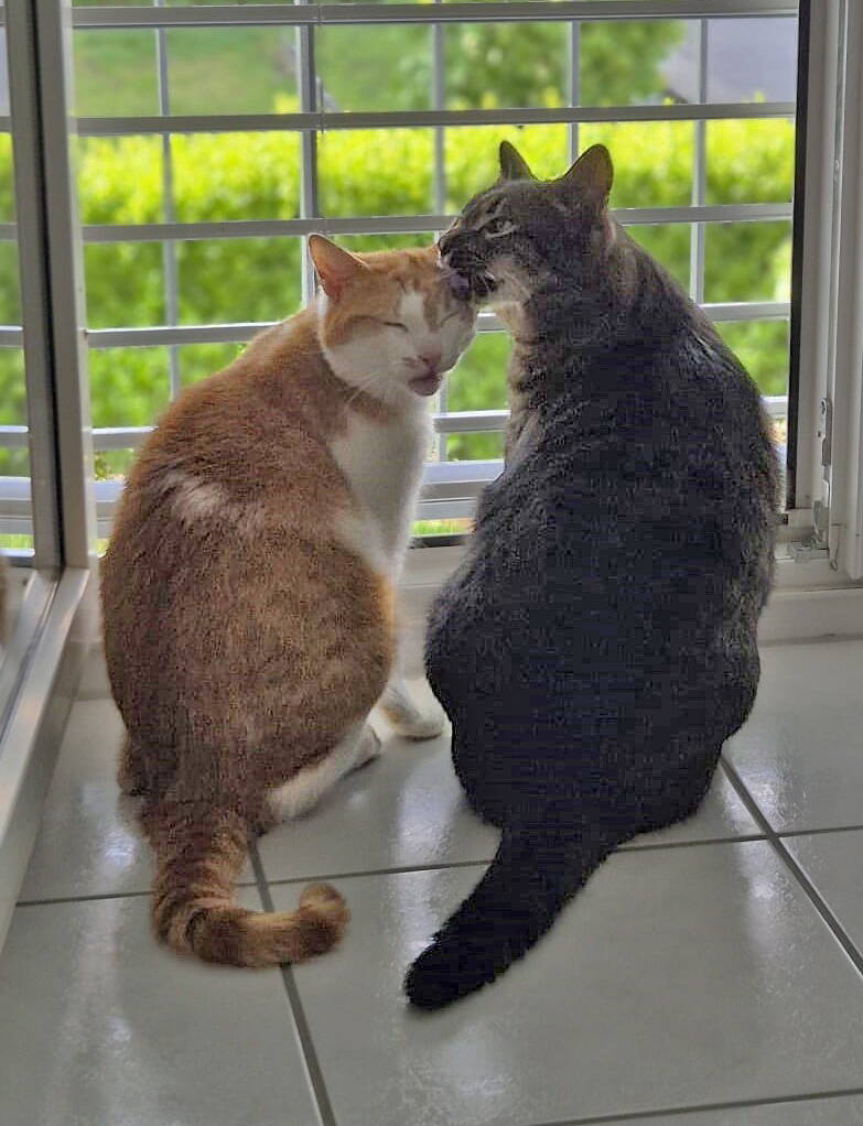 Buddy und Jay