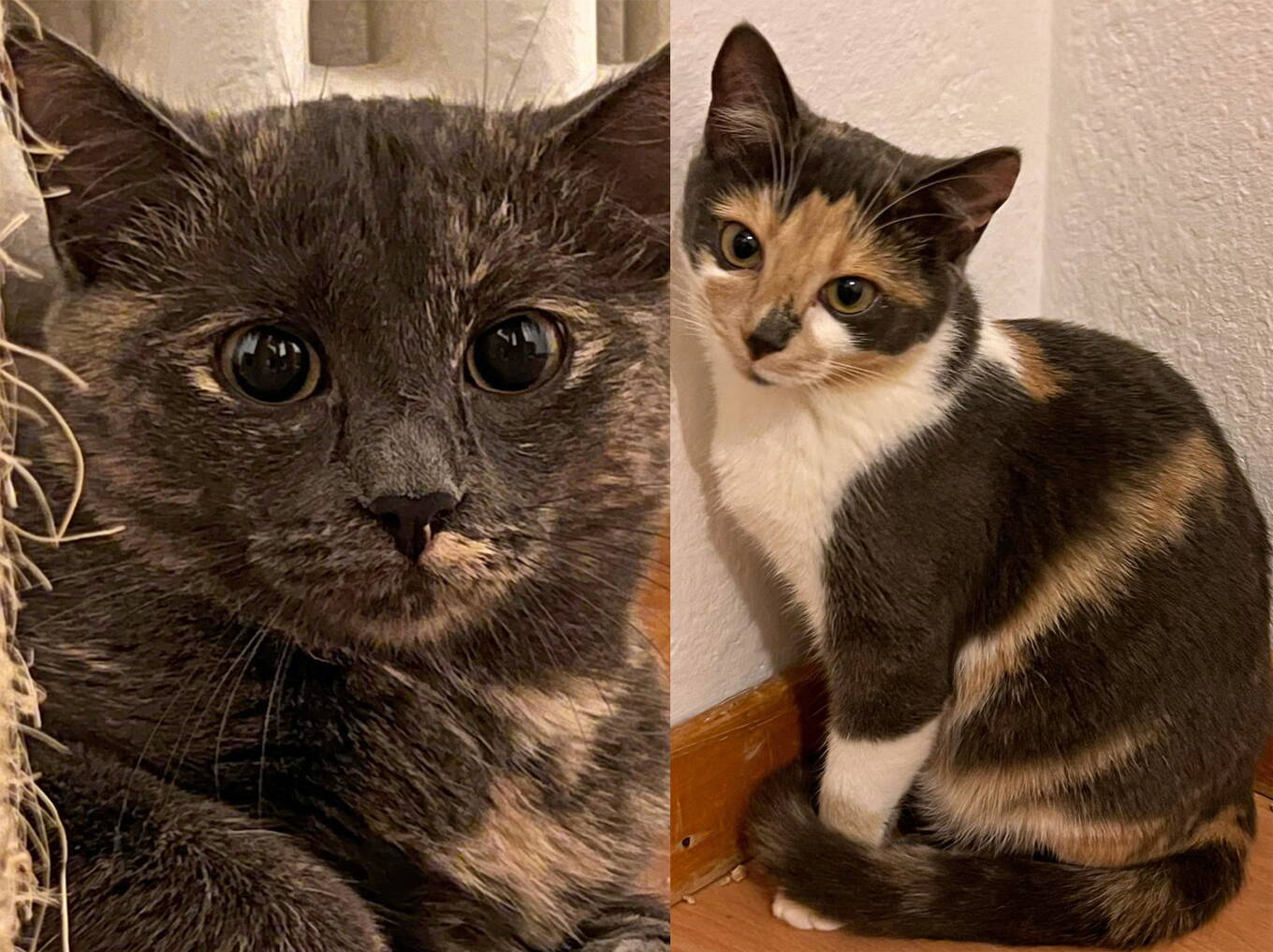June und Jelly