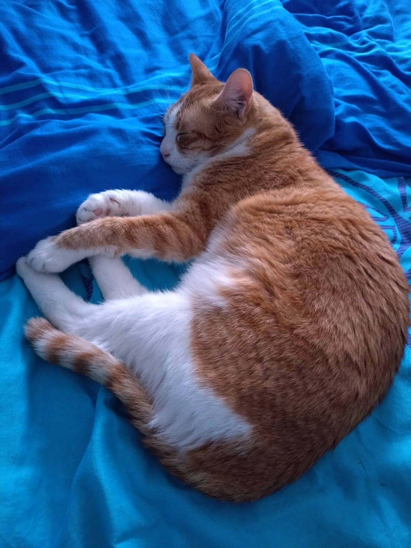 Miggeli