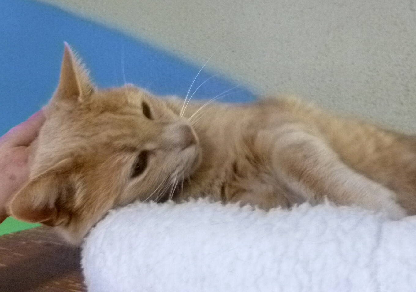 Timo