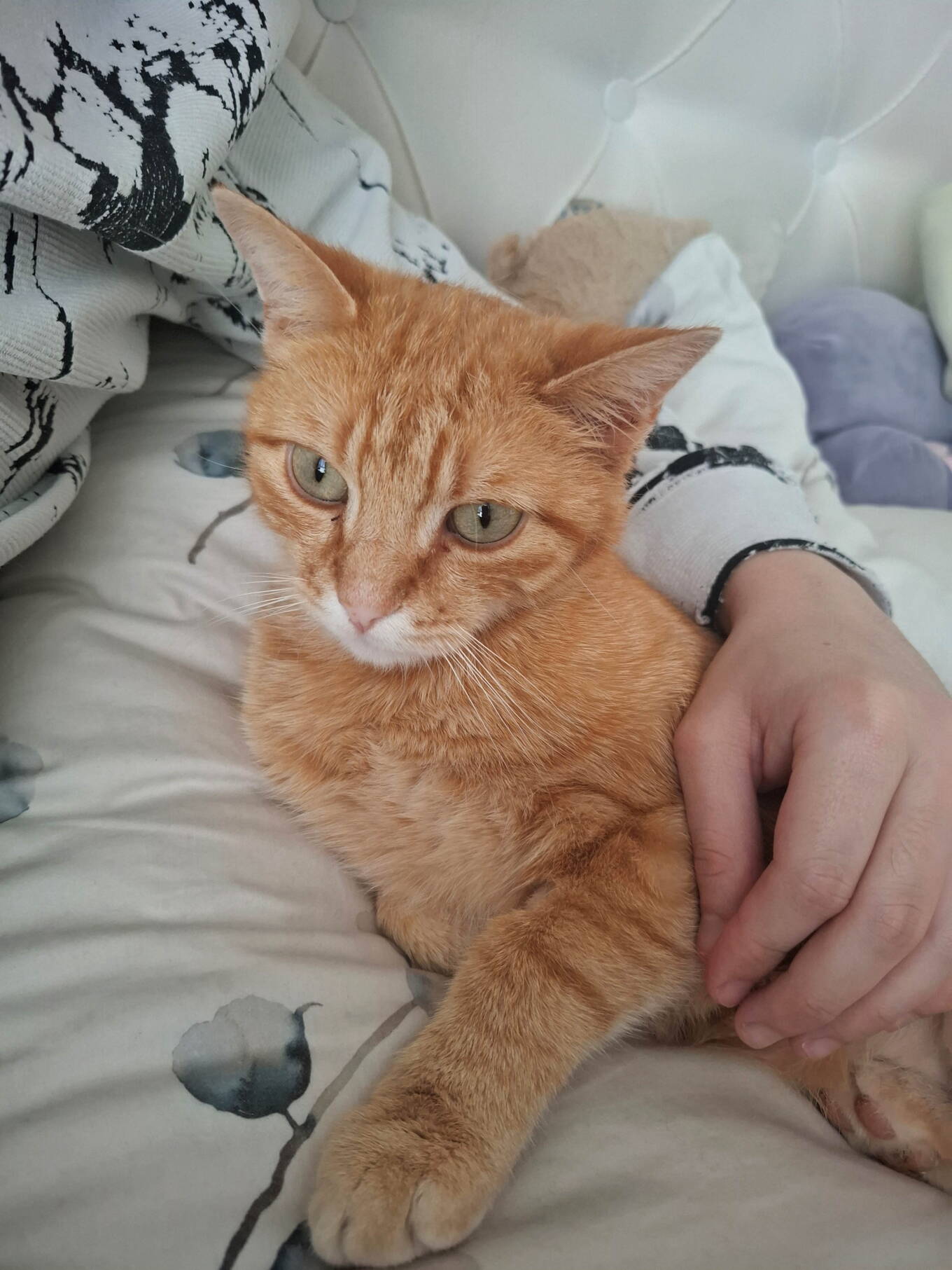 Whisky