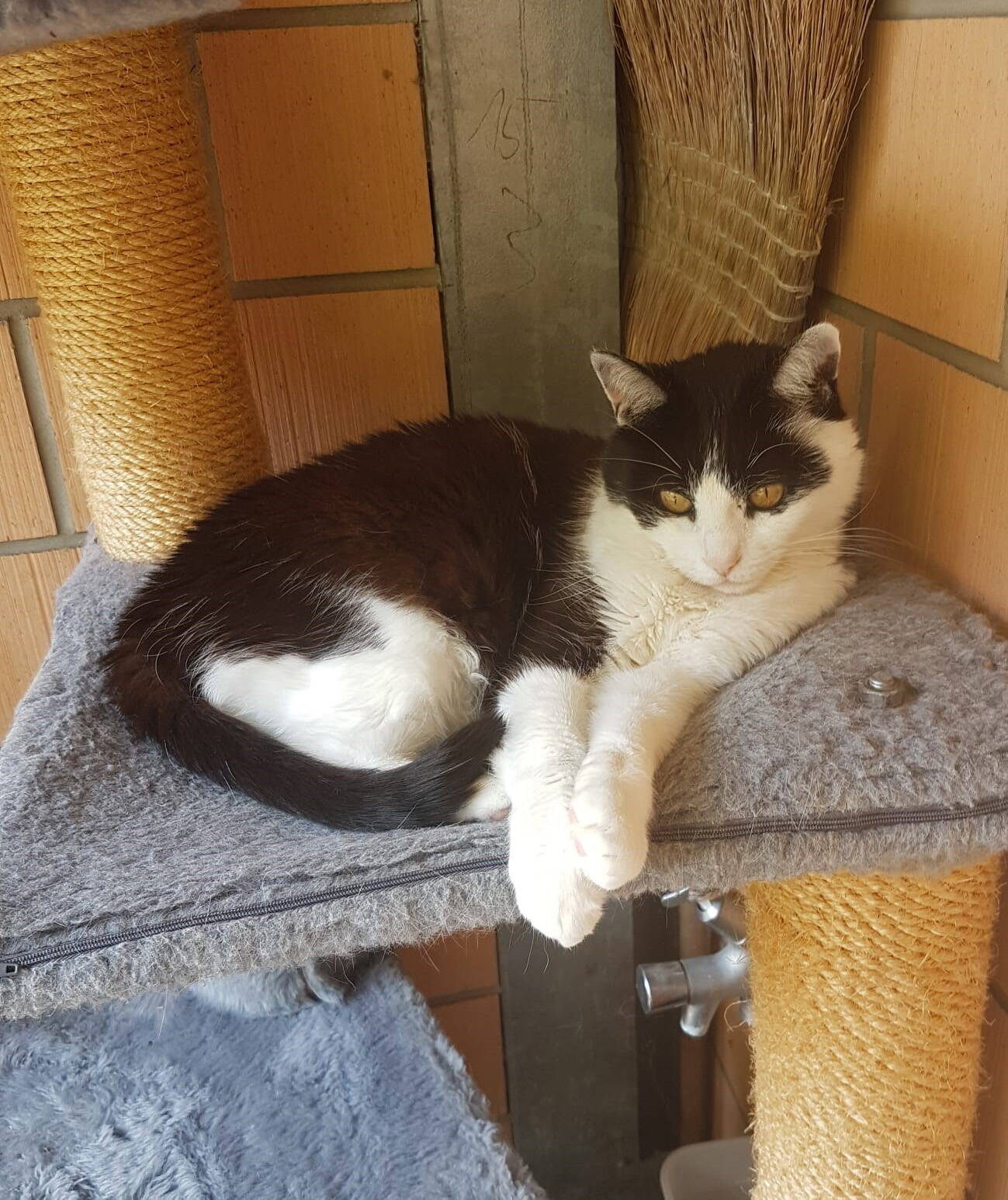 Nala