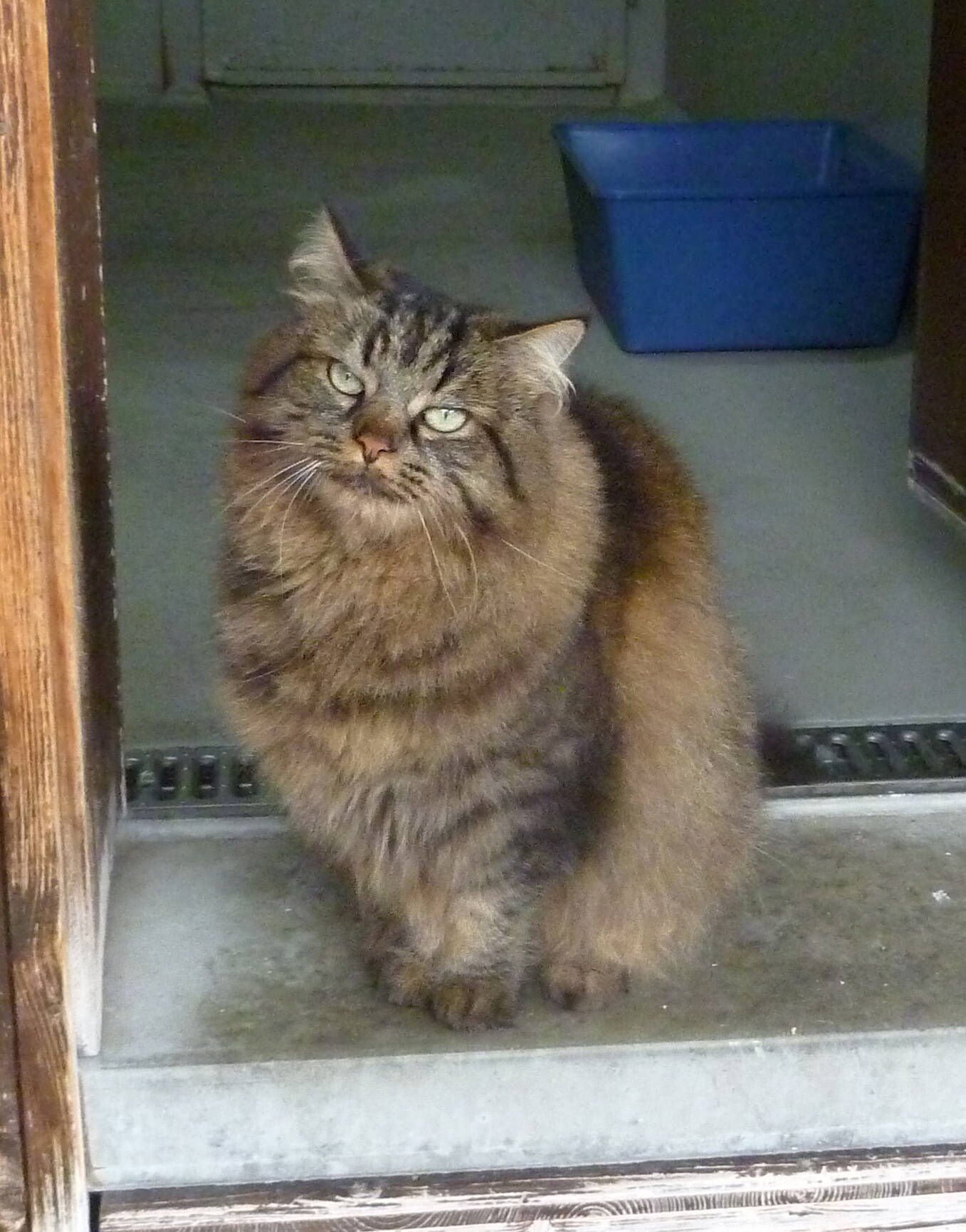 Kimba