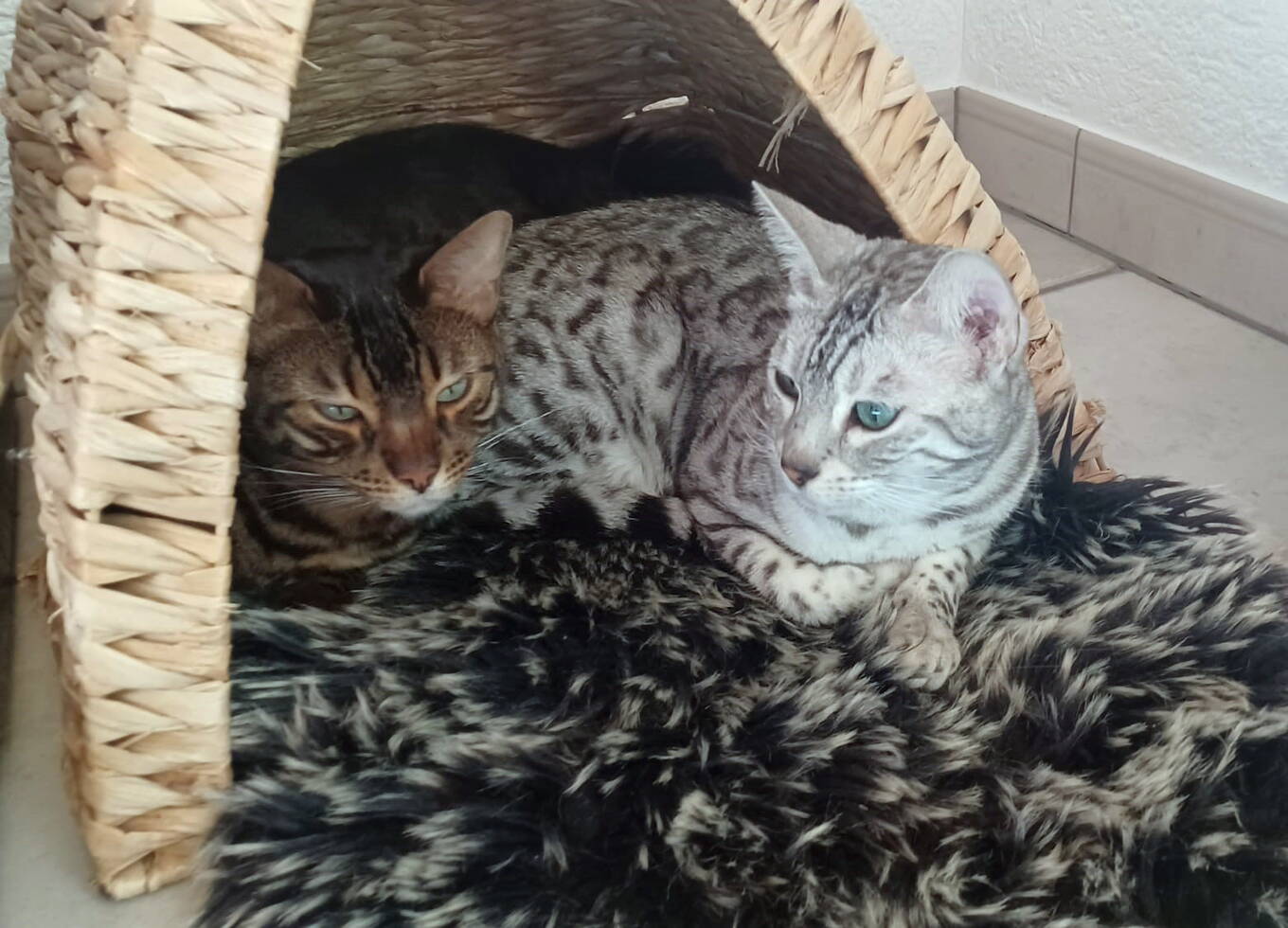 Pearl und Akira
