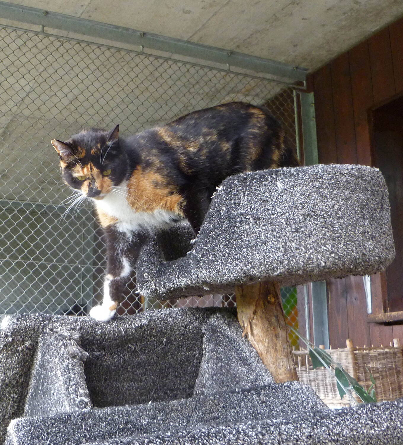 Elvi