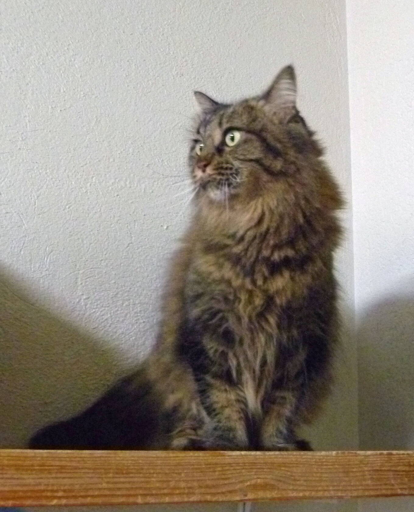 Kira