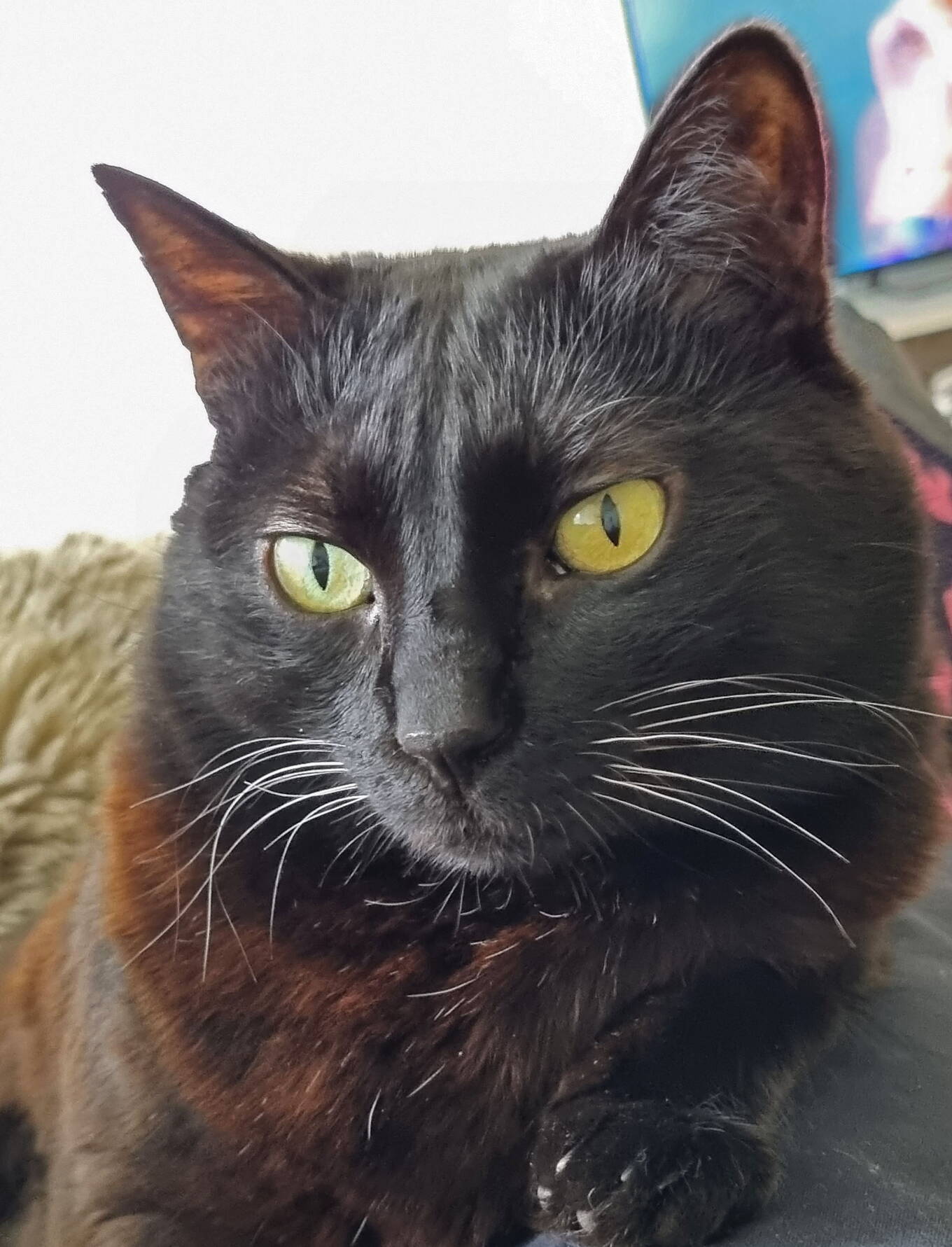 Mügi