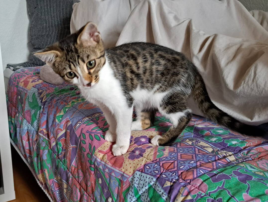 Amani