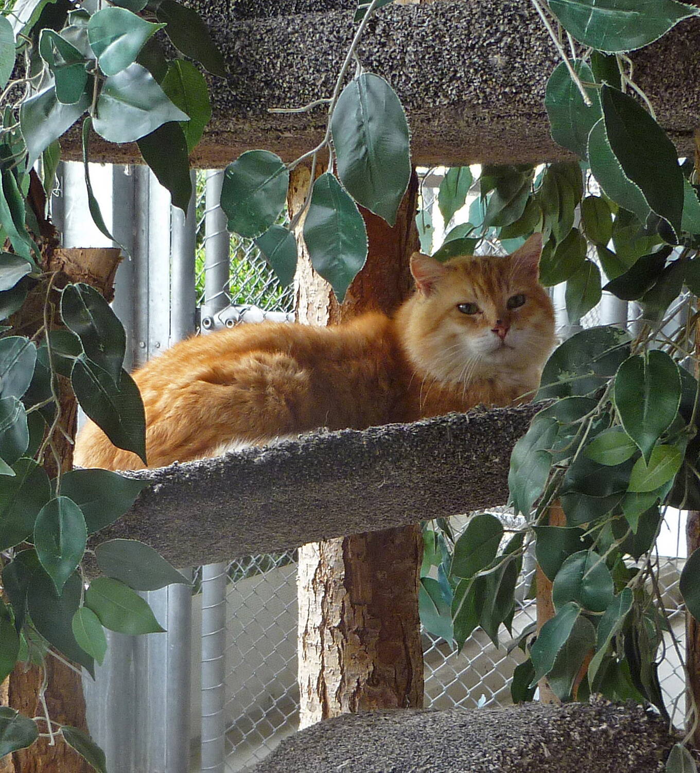 Simba