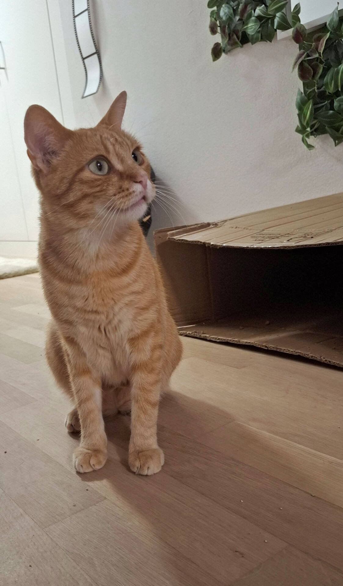 Whisky