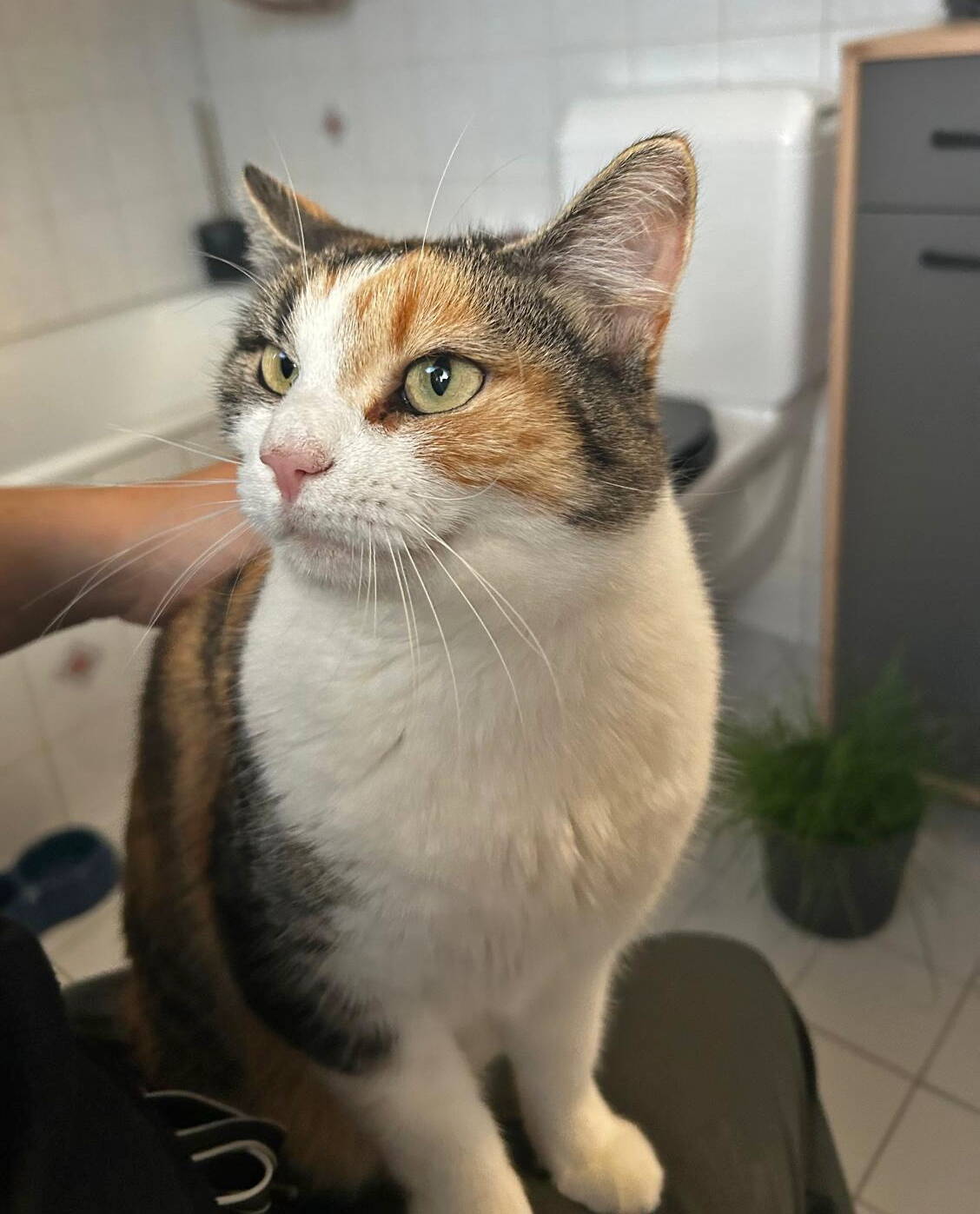 Sophia