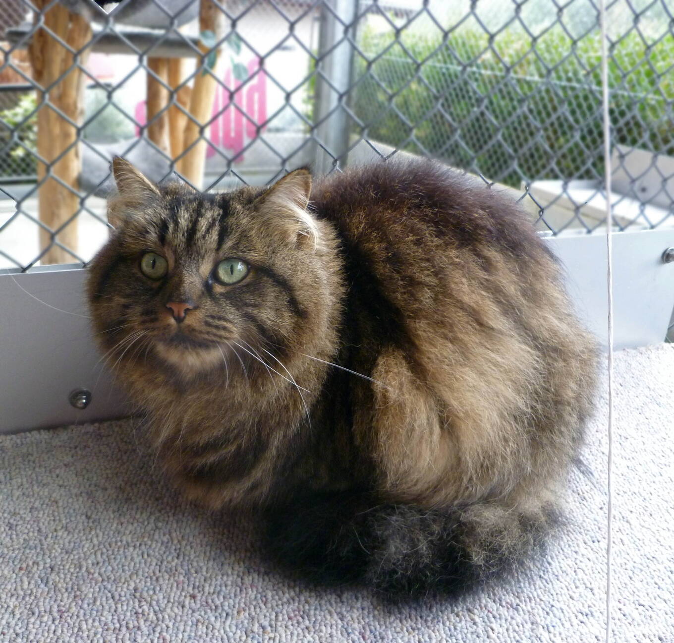 Kimba
