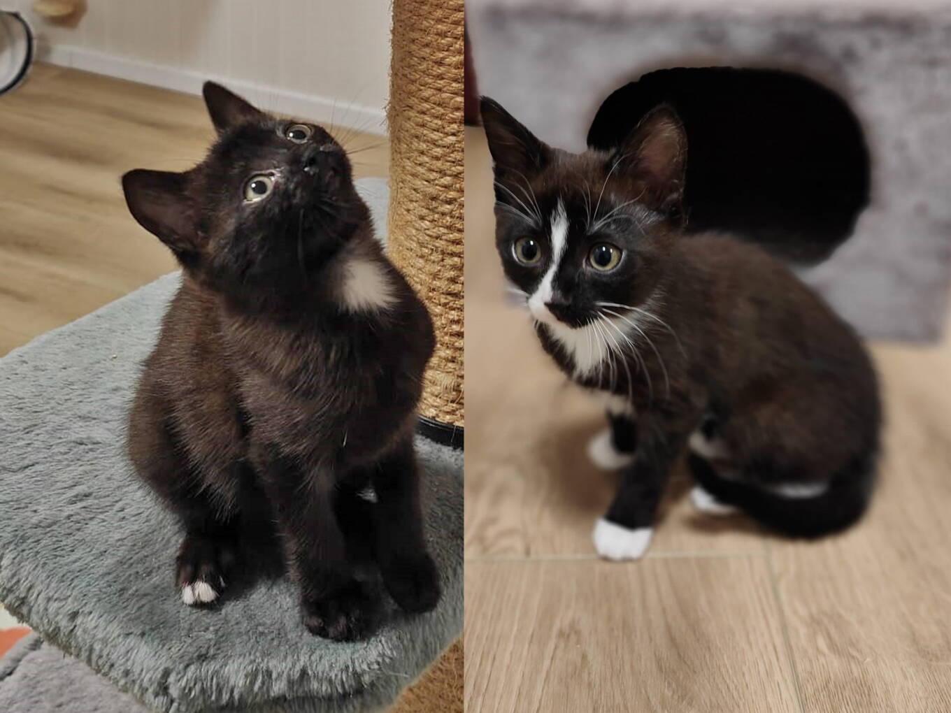 Blacky und Lexy
