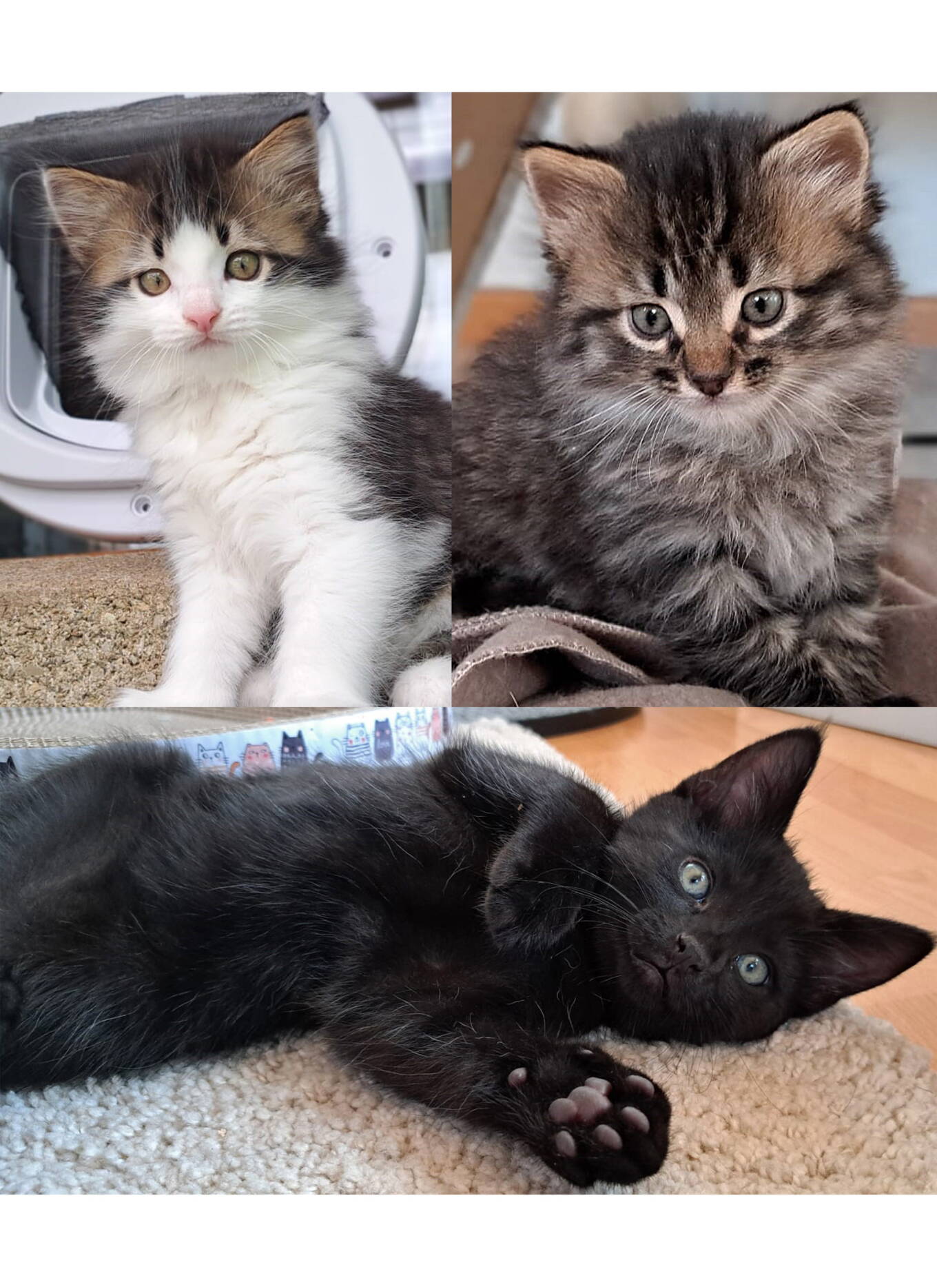 Aris,Sasu und Loki