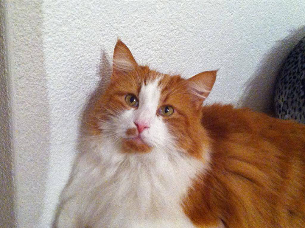 Simba
