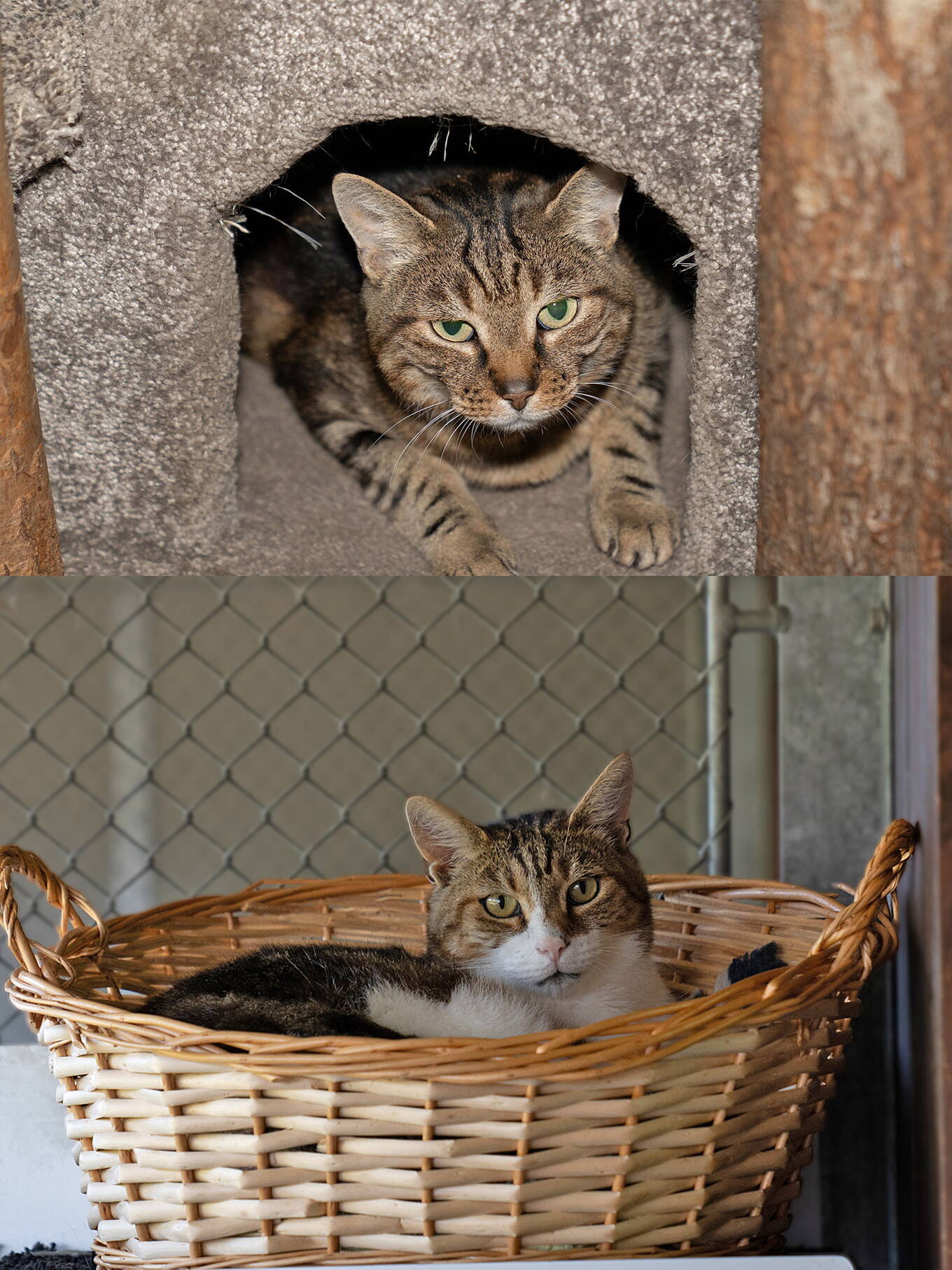 Chicco und Rocky