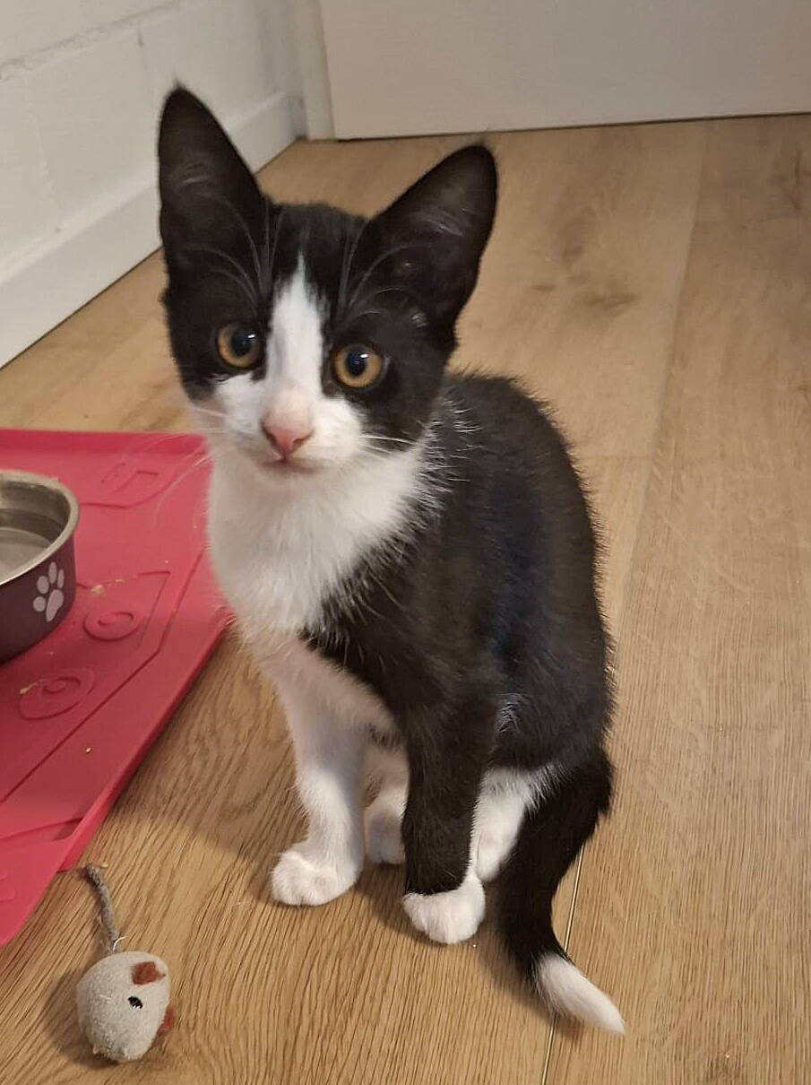 Ginny, Harry, Hermine und Luna