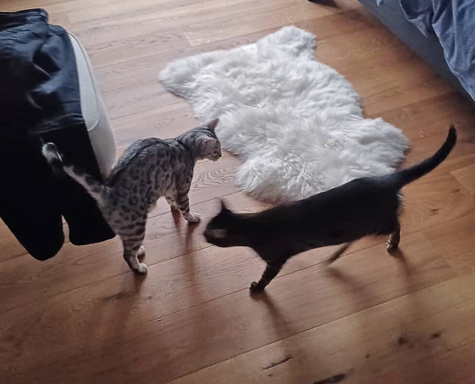Pearl und Akira