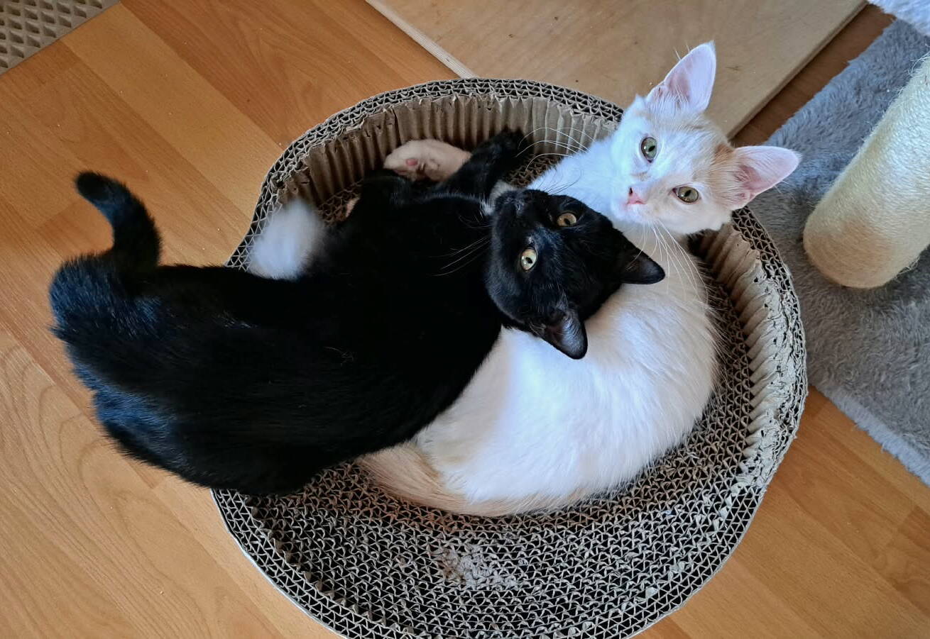 Kayla und Ellie